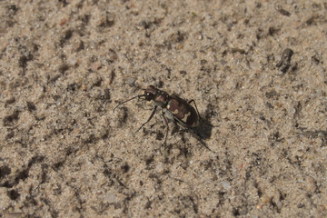 Northern dune tiger beetle (Cicindela hybrida) - 303937600