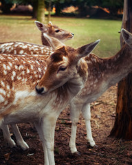 Rehe im Wald