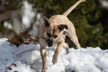 Hund rennt durch den Schnee