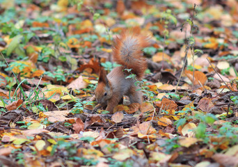 squirrel hides a delicious nut in the grass