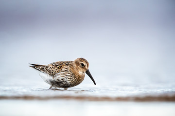 Dunlin feeding at the beach