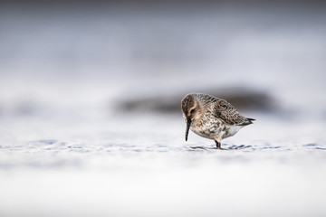 Dunlin feeding at the beach