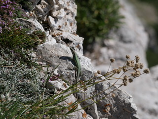 Lacerta Saxicola. A large green lizard sits on a gray stone and basks in the sun against a...