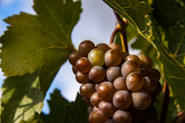 grapes on the vine