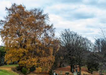 Beautiful big tree in autumn