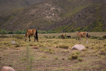 wild horses in the field