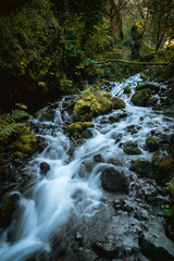 Beautiful flowing creek through lush mossy tranquil forest of Oregon