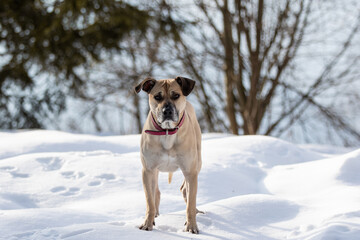 Hund posiert im Schnee