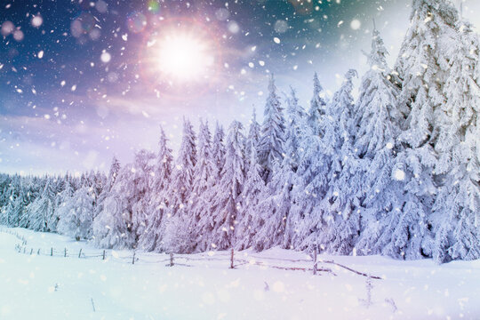 Falling snow in heavy winter. Landscape with pine trees in hoarfrost for a Christmas background.