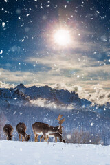 Deer in beautiful winter landscape with snow and fir trees in the background. 