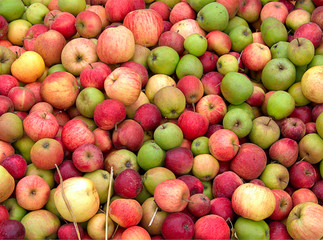 Apples, Apples, Apples, Get your Apples Here