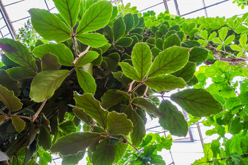 closeup of the leaves a giant grape vine plant, tropical cultivated plant specie, Horticulture and nature background