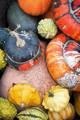 Seasonal vegetables of pumpkins and squashes. A harvest for thanksgiving from the farm market or for decoration. 