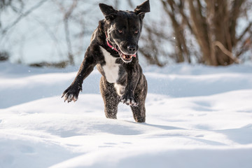 Hund rennt durch den Schnee
