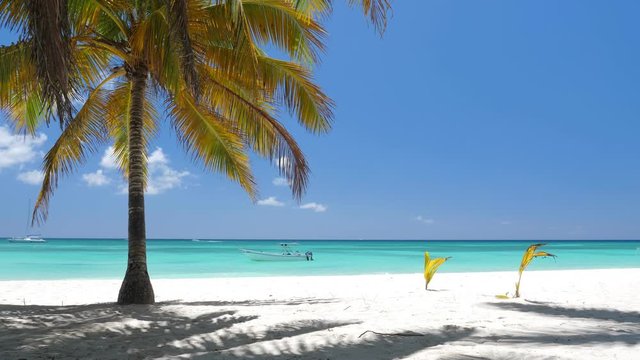 Coconut palm trees on white sandy beach on caribbean island. Vacation holidays summer