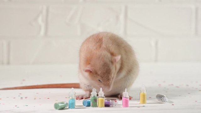 Redhaired rat dambo with cute ears sits on a white wooden floor among bottles with multi-colored sparkles, and washes his face, back and stomach. New Year concept of cleaning before new year or makeup