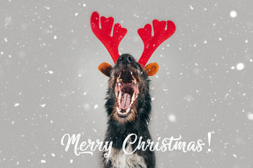 Funny dog with antlers. Christmas postcard with copy-space.