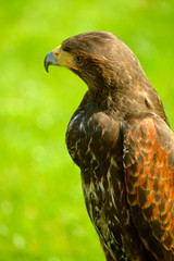 Harris Hawk in Chester