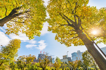 東京の空と紅葉し始めた木