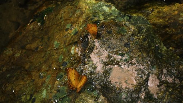 Butterfly color orange with stones as background.