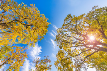 青空と紅葉し始めた木