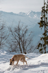 Hunde spielen vor  winterlichem Südtiroler Bergpanorama