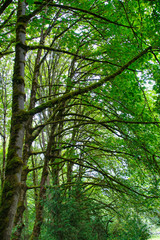  2019-07-23 Summer Trees in Pioneer Park on Mercer Island.