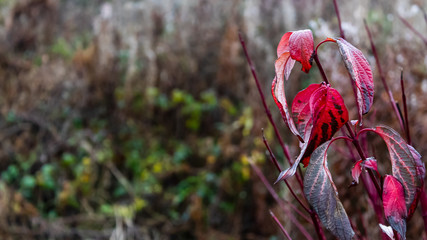 Pretty red plant