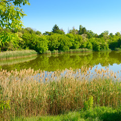 Small picturesque lake covered with reeds