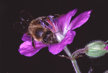Bee, Apis, Blossom, Meadow Cranesbill. Thuringia, Germany, Europe