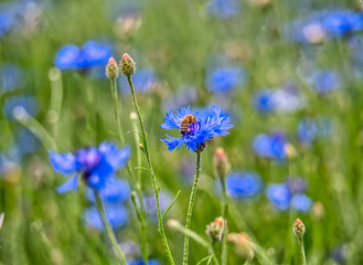 Bee on cornflower