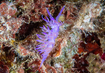 Flabellina affinis is a species of sea slug, an aeolid nudibranch