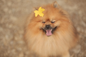 portrait of pomeranian dog