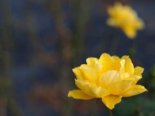 黄色いバラの花