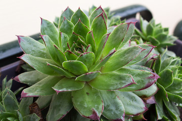 closeup of a cactus succulent green fresh leaves rosette home garden plant background 