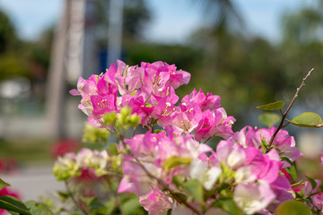 Colorful bougainvillea flowers in the garden
