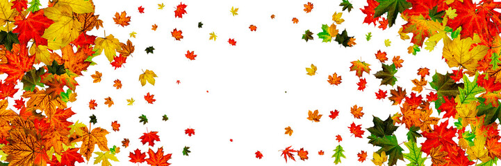 Autumn leaves falling. Season pattern isolated on white background. Thanksgiving concept
