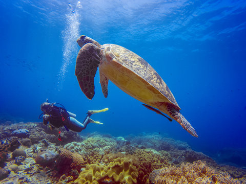 Suba diver with a green turtle 