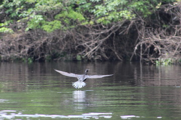 great blue heron in flight