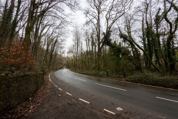 Fototapeta na wymiar Road with trees in winter 