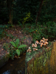 mushrooms in the forest