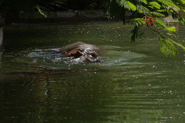 Hippopotamus in the water (no post editing)