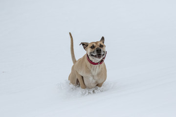 Hund hüpft durch den Schnee