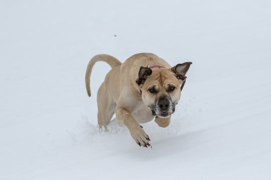 Hund h&uuml;pft durch den Schnee