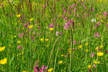 variety of flowers and grass forming a fresh green canvas sprinkled with color