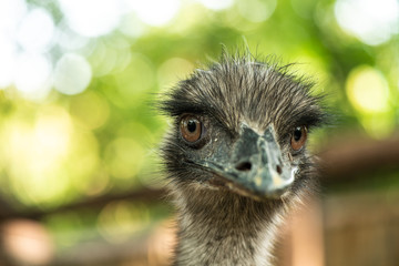 Common ostrich close up portrait in zoo nature birds 
