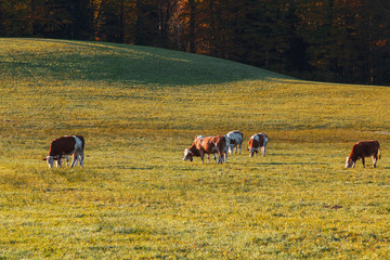 Cows grazing in the field at sunrise near Berchtesgaden town in the background with the Watzmann Mountains