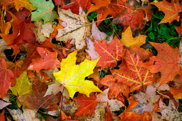Naklejka na ściany i meble A closeup of a bunch of colorful autumn leaves