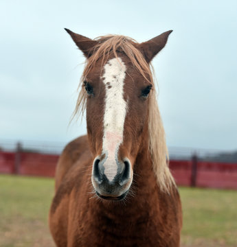 Cabeza De Caballo