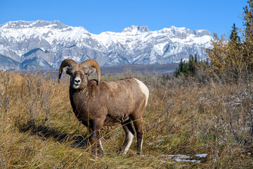 Bighorn sheep (Ovis canadensis), Jasper National Park, Alberta, Canada